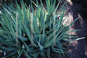 Picture of Aloe scabinofolia 