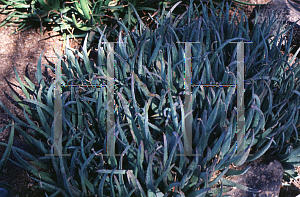 Picture of Aloe sinkatana 