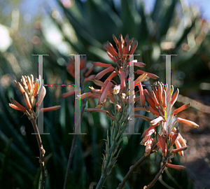 Picture of Aloe commutata 