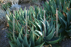 Picture of Aloe commutata 