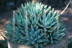 Picture of Aloe brevifolia 