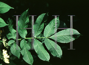 Picture of Sambucus caerulea 