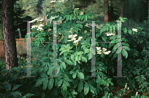 Picture of Sambucus caerulea 