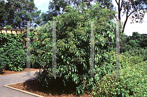 Picture of Sambucus canadensis 