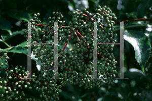 Picture of Sambucus canadensis 'Johns'