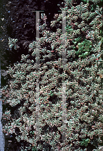Picture of Sedum spurium 'Variegatum'