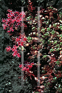 Picture of Sedum spurium 'Schorbuser Blut(Dragon's Blood)'