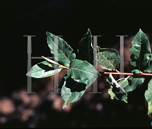 Picture of Shepherdia canadensis 