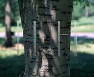 Picture of Sorbus amurensis 