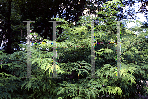 Picture of Sambucus racemosa 'Sutherland Gold'