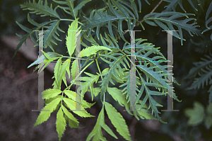 Picture of Sambucus racemosa 'Sutherland Gold'