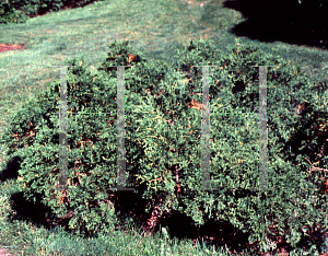 Picture of Thuja occidentalis 'Recurva Nana'