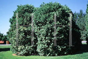 Picture of Thuja occidentalis var. hudsonica 