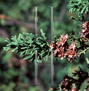 Picture of Thuja occidentalis 'Bodmeri'