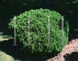 Picture of Thuja occidentalis 'Danica'