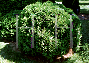 Picture of Thuja occidentalis 'Little Giant'