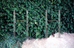 Picture of Thymus x citriodorus 'Doone Valley'