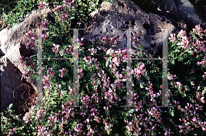 Picture of Teucrium chamaedrys 