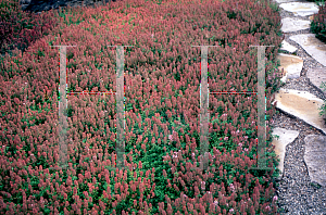 Picture of Thymus herba-barona 