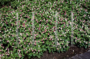 Picture of Torenia fournieri 