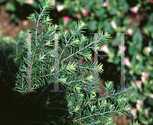 Picture of Tsuga canadensis 'Jeddeloh'