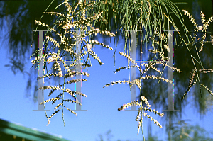 Picture of Tamarix ramosissima 