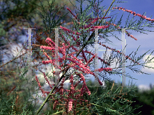 Picture of Tamarix ramosissima 'Summer Glow'