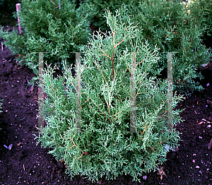 Picture of Thuja occidentalis 'Sherwood Moss'