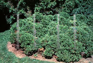 Picture of Thuja occidentalis 'Hetz's Midget'