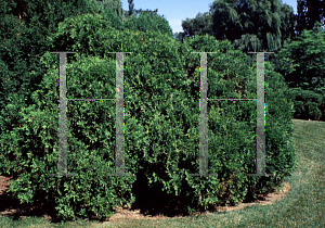 Picture of Thuja occidentalis 'Froebelii'