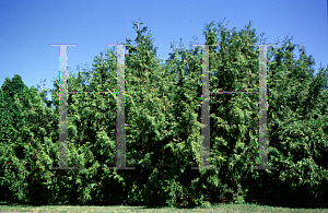 Picture of Thuja standishii 