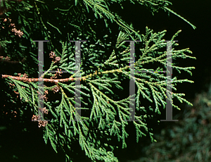 Picture of Thuja standishii 