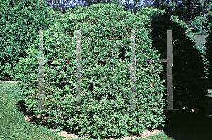 Picture of Thuja occidentalis 'Woodwardii'