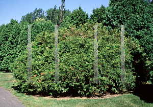 Picture of Thuja occidentalis 'Lutea Zebrina'