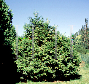 Picture of Thuja plicata 'Excelsa'