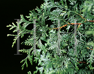 Picture of Thuja plicata 'Excelsa'