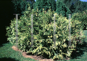 Picture of Thuja plicata 'Zebrina'