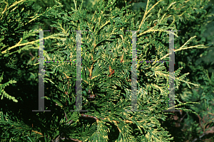 Picture of Thuja plicata 'Zebrina'