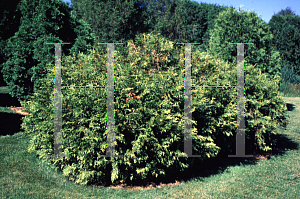 Picture of Thuja plicata 'Zebrina'