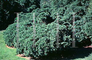 Picture of Thuja occidentalis 'Wareana Hollandica'