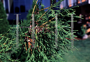 Picture of Thuja occidentalis 'Filiformis Nana'