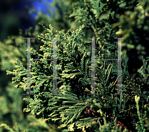 Picture of Thuja occidentalis 'Golden Globe'