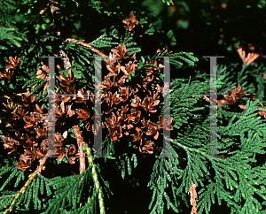 Picture of Thuja occidentalis 'Lutea'