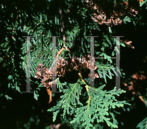 Picture of Thuja occidentalis 'Alba'