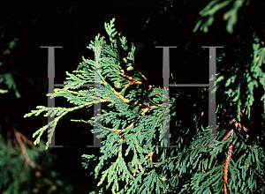 Picture of Thuja occidentalis 'Vervaeneana'