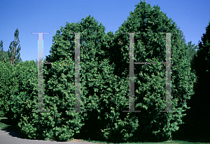 Picture of Thuja occidentalis 'Vervaeneana'