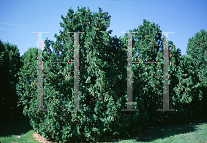 Picture of Thuja occidentalis 'Endean'