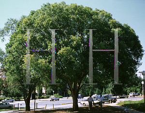 Picture of Ulmus parvifolia 'Emer I (Athena)'