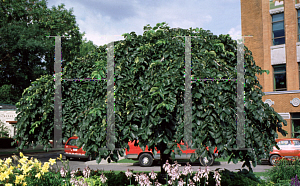 Picture of Ulmus glabra 'Camperdownii'