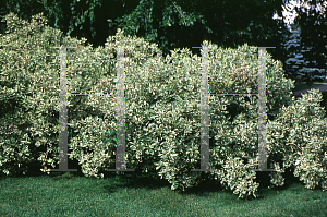 Picture of Weigela florida 'Variegata'